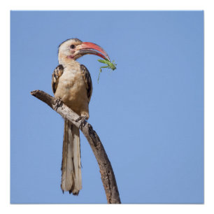 Póster Hornbill rojo