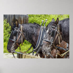 Póster Horribles caballos de trabajo en arnés