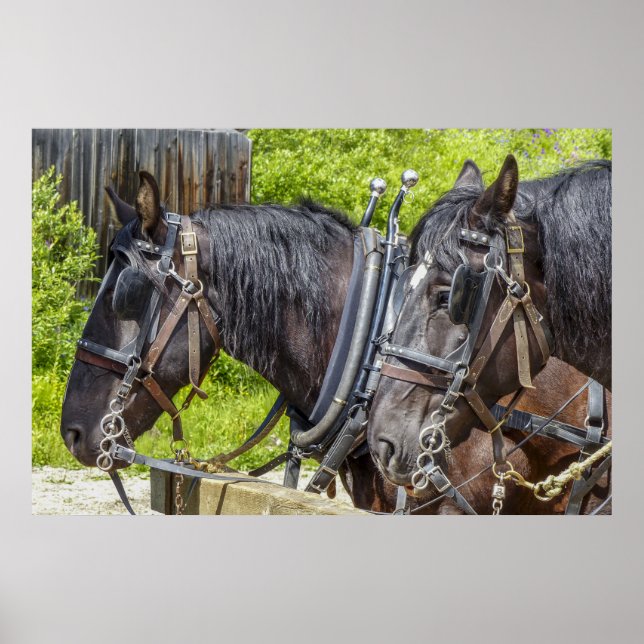 Póster Horribles caballos de trabajo en arnés (Frente)