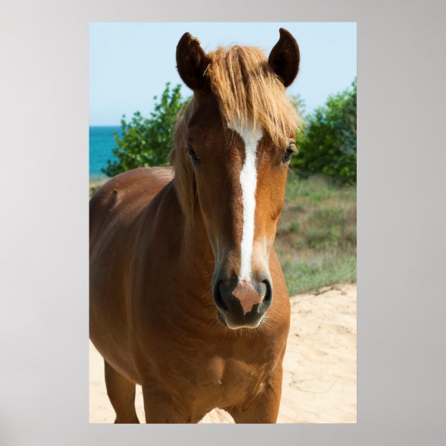Póster Horse (Frente)