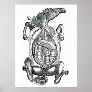 Póster Horse Belly Anatomical Art