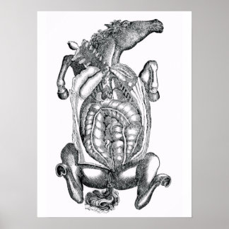 Póster Horse Belly Anatomical Art