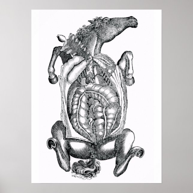 Póster Horse Belly Anatomical Art (Frente)