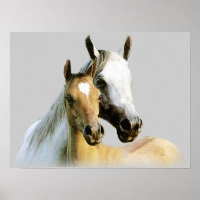 Póster Horse Buddies Poster (Frente)