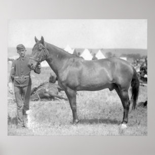 Póster Horse "Comanche" the sole Survivor of the Custer