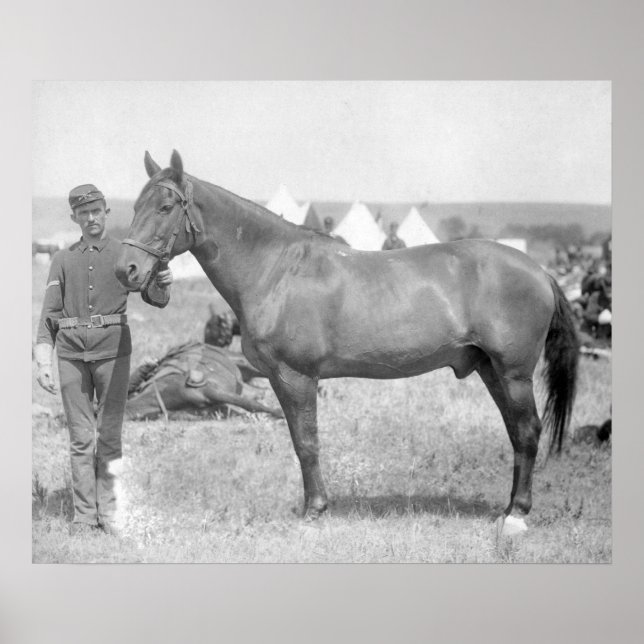 Póster Horse "Comanche" the sole Survivor of the Custer (Frente)