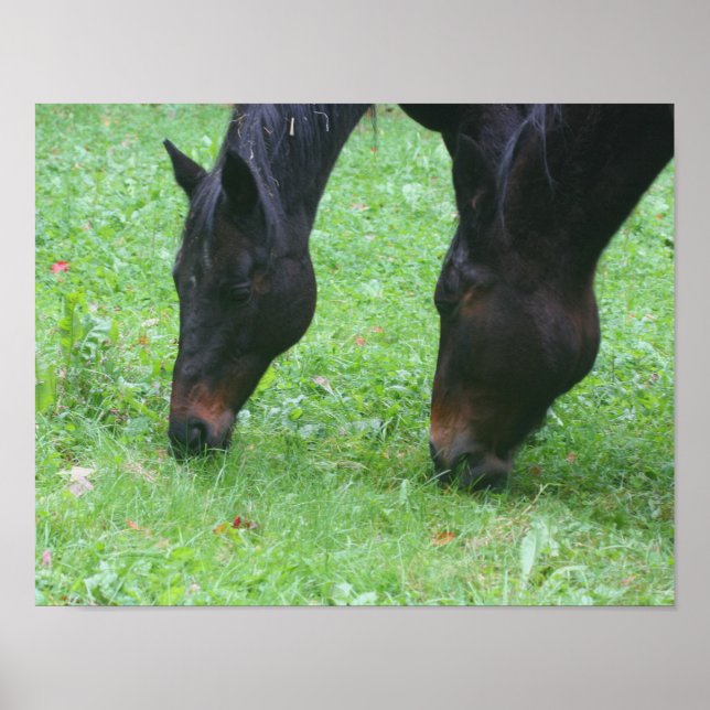 Póster Horse Friends BFF Grazing Animal (Frente)