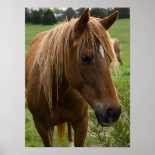 Póster Horse Hello