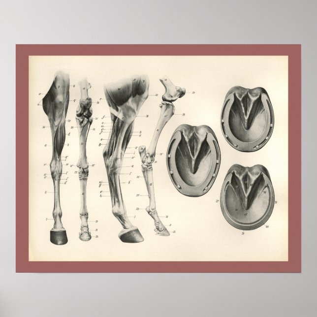 Póster Horse Hoof Leg Bones Muscle Anatomy Print (Frente)