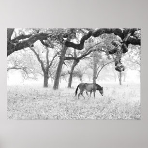 Póster Horse In Foggy Field Of Oaks