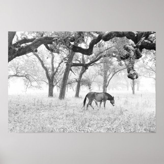 Póster Horse In Foggy Field Of Oaks (Frente)