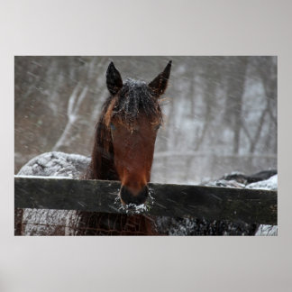 Póster Horse in Snow