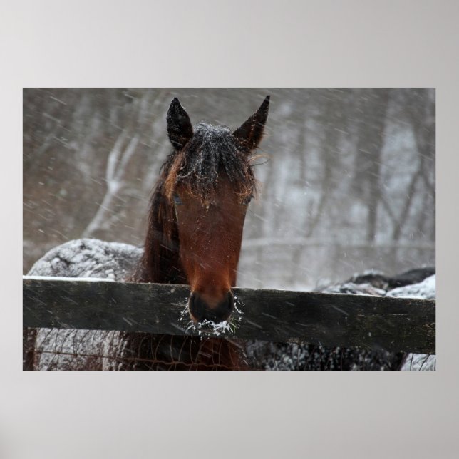 Póster Horse in Snow (Frente)