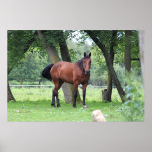 Póster Horse of Course - 0037