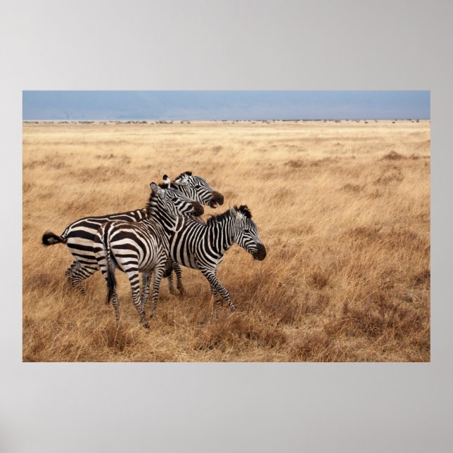 PÓSTER HORSE RACE (Frente)