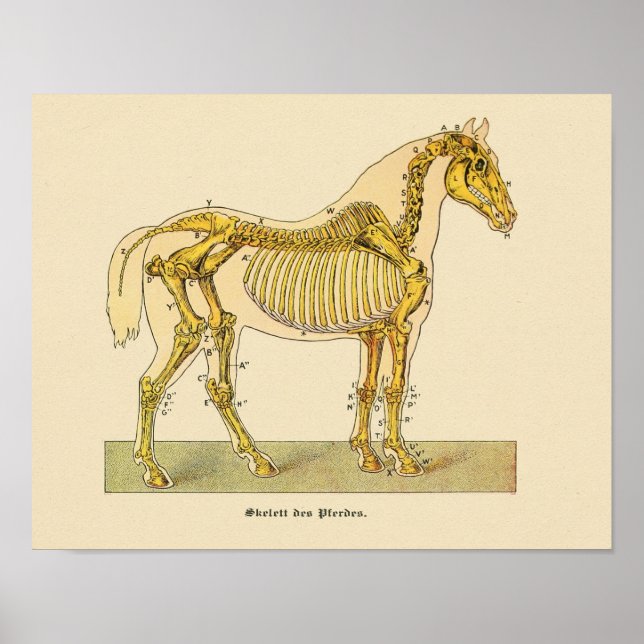 Póster Horse Skeleton Anatomy Print Vintage 1917 (Frente)