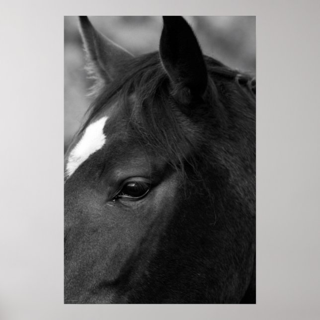 Póster Horse wapcn (Frente)