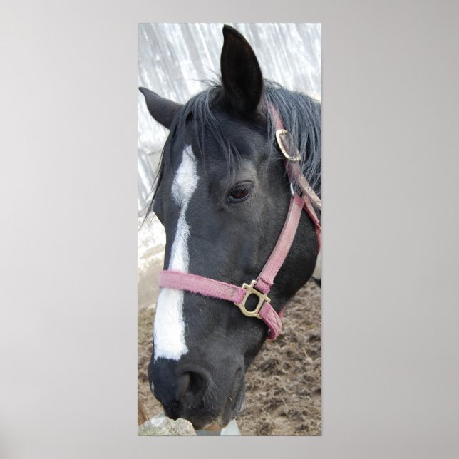 Póster Horse Whisperer (Frente)