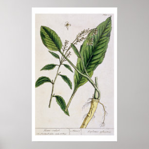 Póster Horseradish, plato 415 de A Curious Herbal, pu
