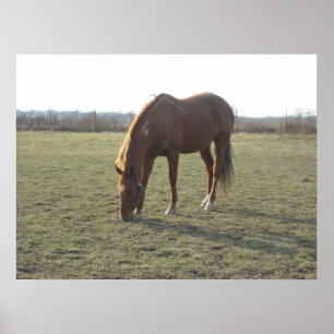 Póster Horses