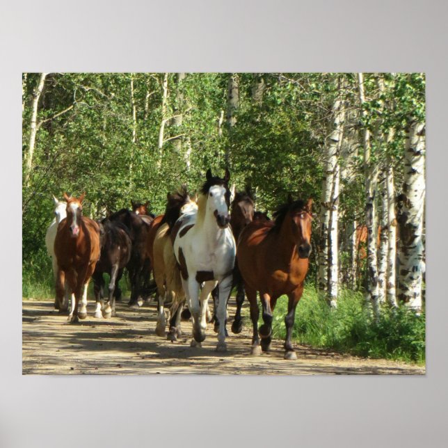 Póster Horses Aspens New Mexico Poster (Frente)