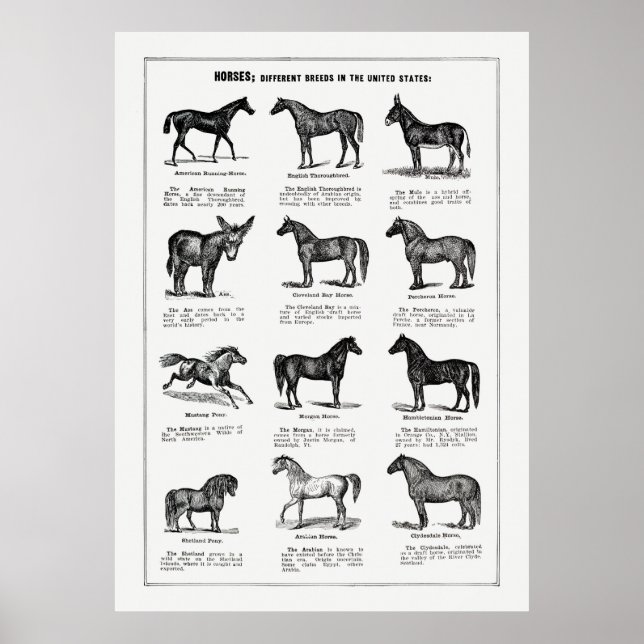 Póster Horses Breeds (Frente)