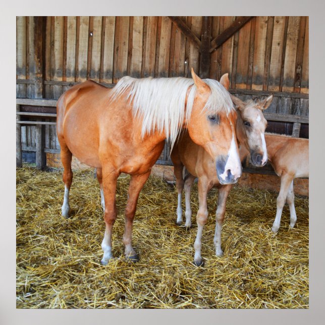 Póster Horses in a stable (Frente)