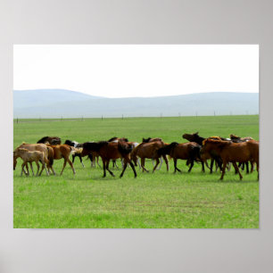 Póster Horses on Pasture - Landscape Photograph