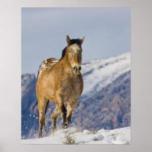 Póster Horses Running in Snow