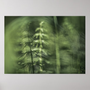 Póster Horsetail Photo green floral design