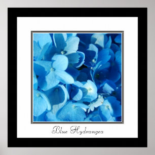 Póster Hortensia Azul