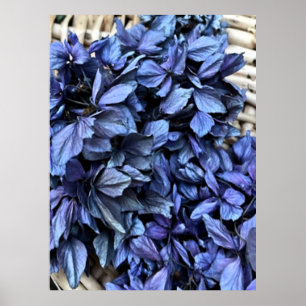 Póster Hortensia AZUL
