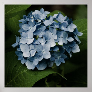 Póster Hortensia Azul 8515 Imprimir