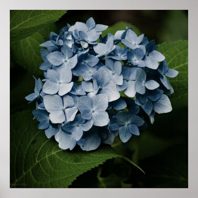 Póster Hortensia Azul 8515 Imprimir (Frente)