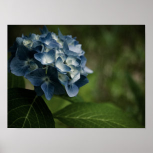 Póster Hortensia Azul 8519 Imprimir