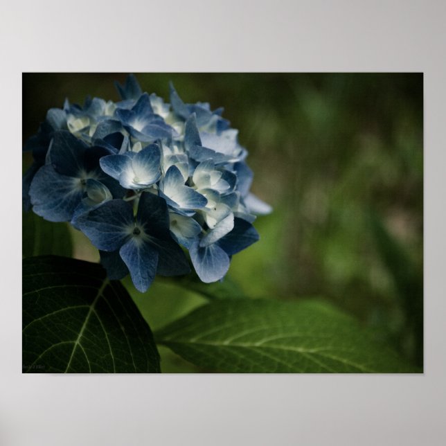 Póster Hortensia Azul 8519 Imprimir (Frente)