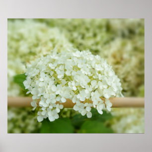Póster Hortensia blanca
