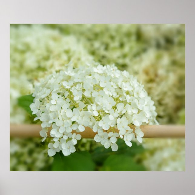 Póster Hortensia blanca (Frente)