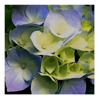 Póster Hortensia Blossom Arte Botánico Azul Y Amarillo