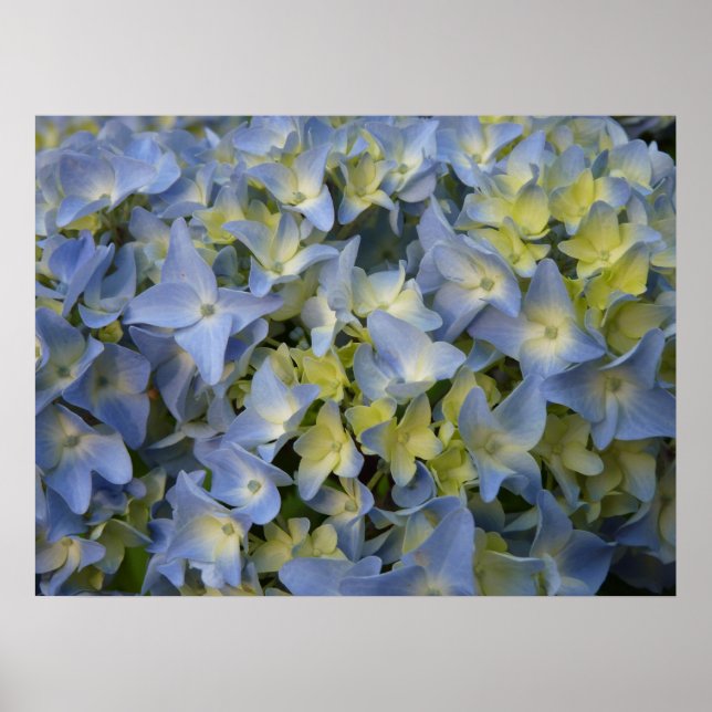 Póster hortensia en fleur (Frente)