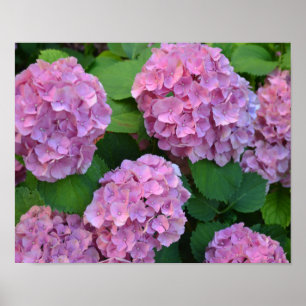 Póster Hortensia hidrangea bush rosa