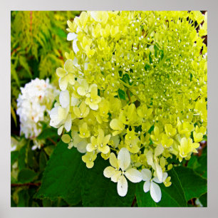 Póster Hortensia Limelight Verde Chartreuse Elegante