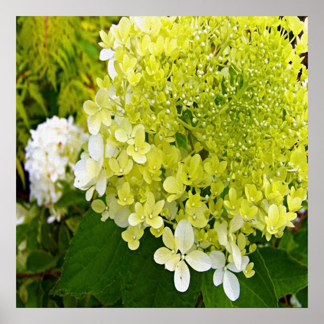 Póster Hortensia Limelight Verde Chartreuse Elegante (Frente)
