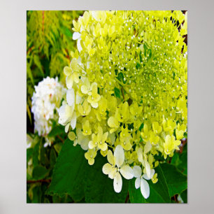 Póster Hortensia Limelight Verde Chartreuse Elegante