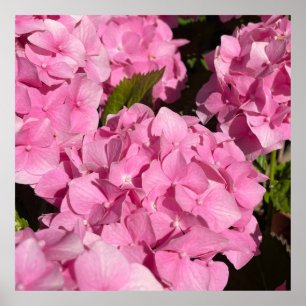 Póster Hortensia Rosa