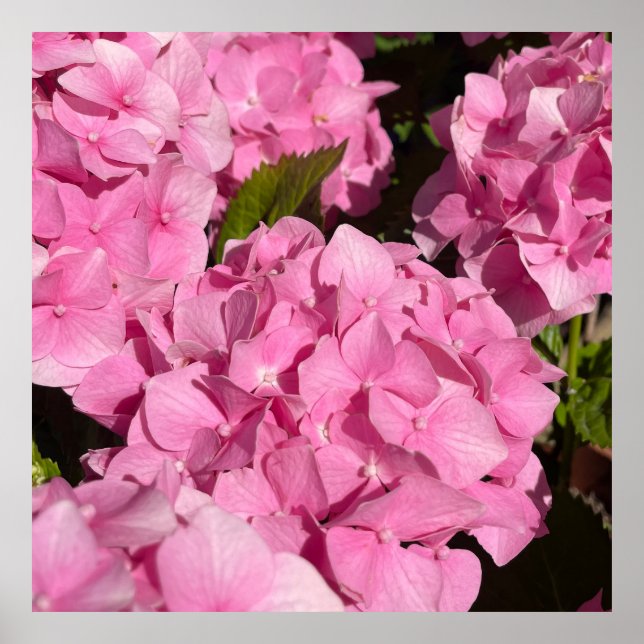 Póster Hortensia Rosa (Frente)