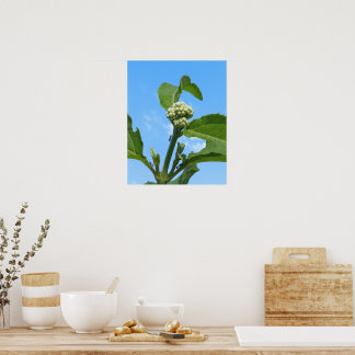 Póster Hortensia Silvestre