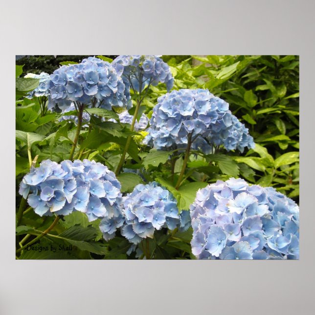 Póster Hortensias de tonos azules (Frente)