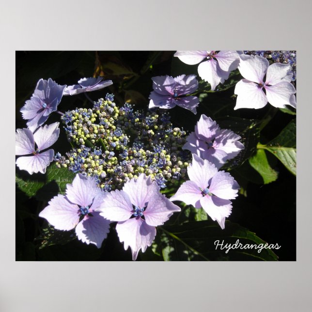 Póster Hortensias Elegantes (Frente)