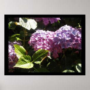 Póster Hortensias Elegantes